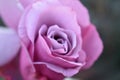 Beautiful purple vibrant macro photo rose