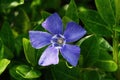 Beautiful purple vinca major blossom with juicy green leaves