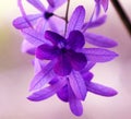 Beautiful purple violet flower, gorgeous nature Royalty Free Stock Photo