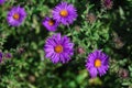 Beautiful purple and violet flowers in green garden Royalty Free Stock Photo