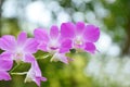 Beautiful purple or violet orchid against blurred or bokeh background, selective focus Royalty Free Stock Photo