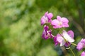 Beautiful purple or violet orchid against blurred or bokeh background, selective focus Royalty Free Stock Photo