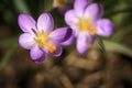 Beautiful purple, violet spring crocus flowers with yellow stigma on blurry grass background, Marlay Park, Dublin, Ireland Royalty Free Stock Photo