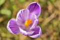 Beautiful purple, violet spring crocus flowers with yellow stigma on blurry grass background, Marlay Park, Dublin, Ireland Royalty Free Stock Photo