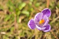 Beautiful purple, violet spring crocus flowers with yellow stigma on blurry grass background, Marlay Park, Dublin, Ireland Royalty Free Stock Photo