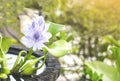 Close up purple water hyacinth flowers in blooming on blurred backgrounds, Royalty Free Stock Photo