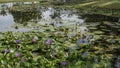 Beautiful purple water lilies bloom in the pond. Royalty Free Stock Photo