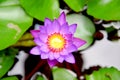 Beautiful Purple Water Lily Beautiful Flower