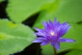 Beautiful purple water lily blooming on water surface and green leaves toned, purity nature background, aquatic plant or lotus flo Royalty Free Stock Photo