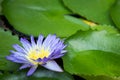 Beautiful purple water lily blooming on water surface and green leaves toned, purity nature background, aquatic plant or lotus flo Royalty Free Stock Photo