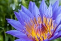 Beautiful purple water lily closeup Royalty Free Stock Photo
