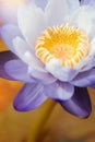 Beautiful purple water lily  flower,lotus flower Royalty Free Stock Photo