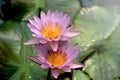 Beautiful purple water lily lotus flower blooming on water surface. Reflection of lotus flower on water pond Royalty Free Stock Photo