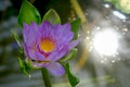 Beautiful purple water lily lotus flower blooming on water surface. Reflection of lotus flower on water pond Royalty Free Stock Photo