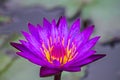 Beautiful purple water lily or lotus flower in pond. Royalty Free Stock Photo