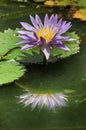 Beautiful purple water-lily or lotus with reflection Royalty Free Stock Photo