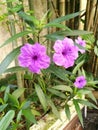 Beautiful purple waterkanon flowers