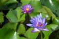 Beautiful purple waterlily or lotus flower blooming and leaf in morning summer tropical on water surface pond. Green nature Royalty Free Stock Photo