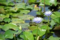 Beautiful purple waterlily or lotus flower blooming and leaf in morning summer tropical on water surface pond. Royalty Free Stock Photo