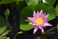Beautiful purple waterlily or lotus flower blooming and leaf in morning summer tropical on water surface pond. Royalty Free Stock Photo
