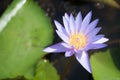 Beautiful purple waterlily or lotus flower blooming and leaf in morning summer tropical on water surface pond. Royalty Free Stock Photo