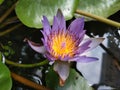 Beautiful purple waterlily or lotus flower in pond. tropical flower blooming Royalty Free Stock Photo