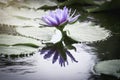 Beautiful purple waterlily or lotus flower in pond with reflecting on the water Royalty Free Stock Photo