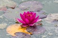 Beautiful purple waterlily