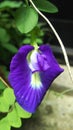 Beautiful purple weed flowers on the fence