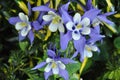 Purple and white columbine flowers