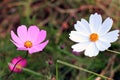 Beautiful purple and white Cosmos flower in the garden. Royalty Free Stock Photo