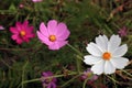 Beautiful purple and white Cosmos flowers in the garden. Royalty Free Stock Photo