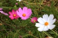 Beautiful purple and white Cosmos flowers in the garden. Royalty Free Stock Photo