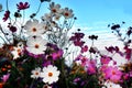 Beautiful purple and white Cosmos flowers in the garden. Royalty Free Stock Photo