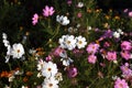 Beautiful purple and white Cosmos flowers in the garden. Royalty Free Stock Photo