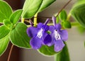 Beautiful purple and white flowers \'Blue Fountain\' false African hanging plant Royalty Free Stock Photo