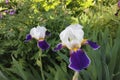Beautiful Purple and white Iris. Background blooming flowers violet lilac iris grow in a flowerbed.Bearded iris flower