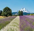 Beautiful Purple and White Lavender Fields and Snowcapped Mt Hood in the Pacific Northwest. Royalty Free Stock Photo