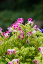 Beautiful purple and white morning glory flowers in the garden