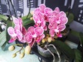 Beautiful Purple and White Moth Orchid phalaenopsis Placed in a Pot Royalty Free Stock Photo