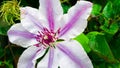 Purple and White Clematis - Nelly Moser Royalty Free Stock Photo