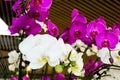 Beautiful purple and white orchid blooming at winter or spring day Royalty Free Stock Photo