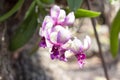 Beautiful purple and white orchid flower bloom on the tree with sunlight on nature background. Royalty Free Stock Photo