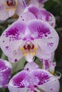 Beautiful purple-white orchid flower in the garden. Selective focus. Royalty Free Stock Photo