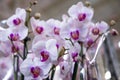Beautiful purple and white orchid flowers close up