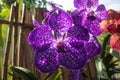 Beautiful purple and white orchid named Vanda family within the flower garden Royalty Free Stock Photo