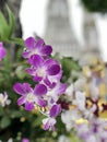 Beautiful purple and white orchids Sonata, phalaenopsis flower, in Thailand Royalty Free Stock Photo