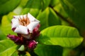 Beautiful purple white petal wildflower with its green leaves in a spring season at a botanical garden. Royalty Free Stock Photo