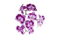 Beautiful purple and white Phalaenopsis orchid flowers bloom isolated on white background. Royalty Free Stock Photo