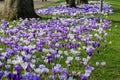 Beautiful Crocuses in Full Bloom Next to Rows of Trees - Digital Watercolour Effect. 